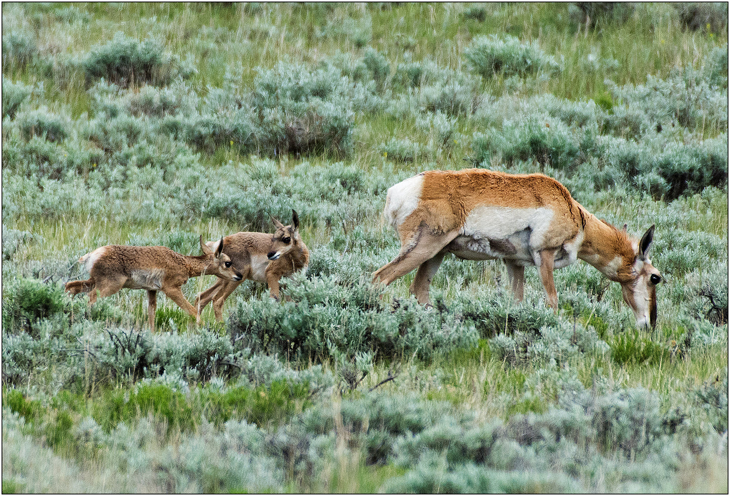 Greeting Card - "Antelope with Kids"