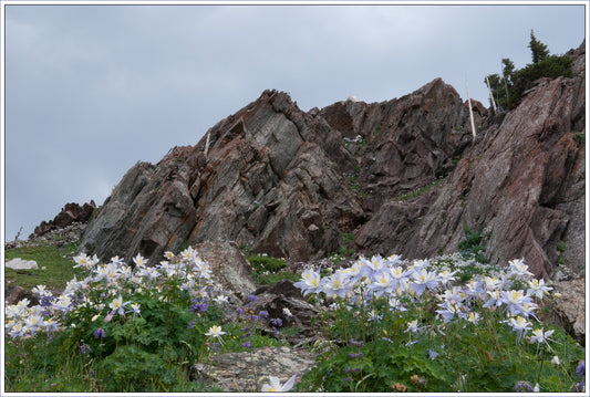Greeting Card - "Snowy Range Columbine"