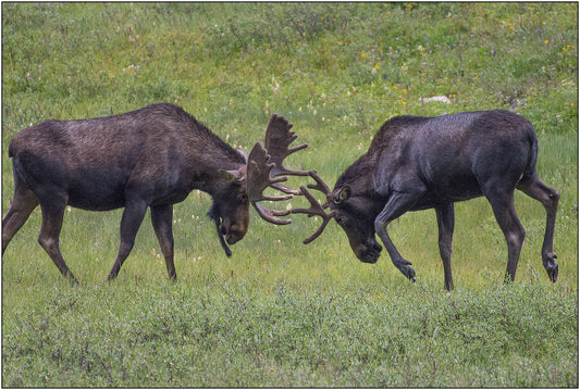Greeting Card - "Mooseplay"