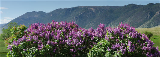 Greeting Card - "Jack's Place Lilacs"