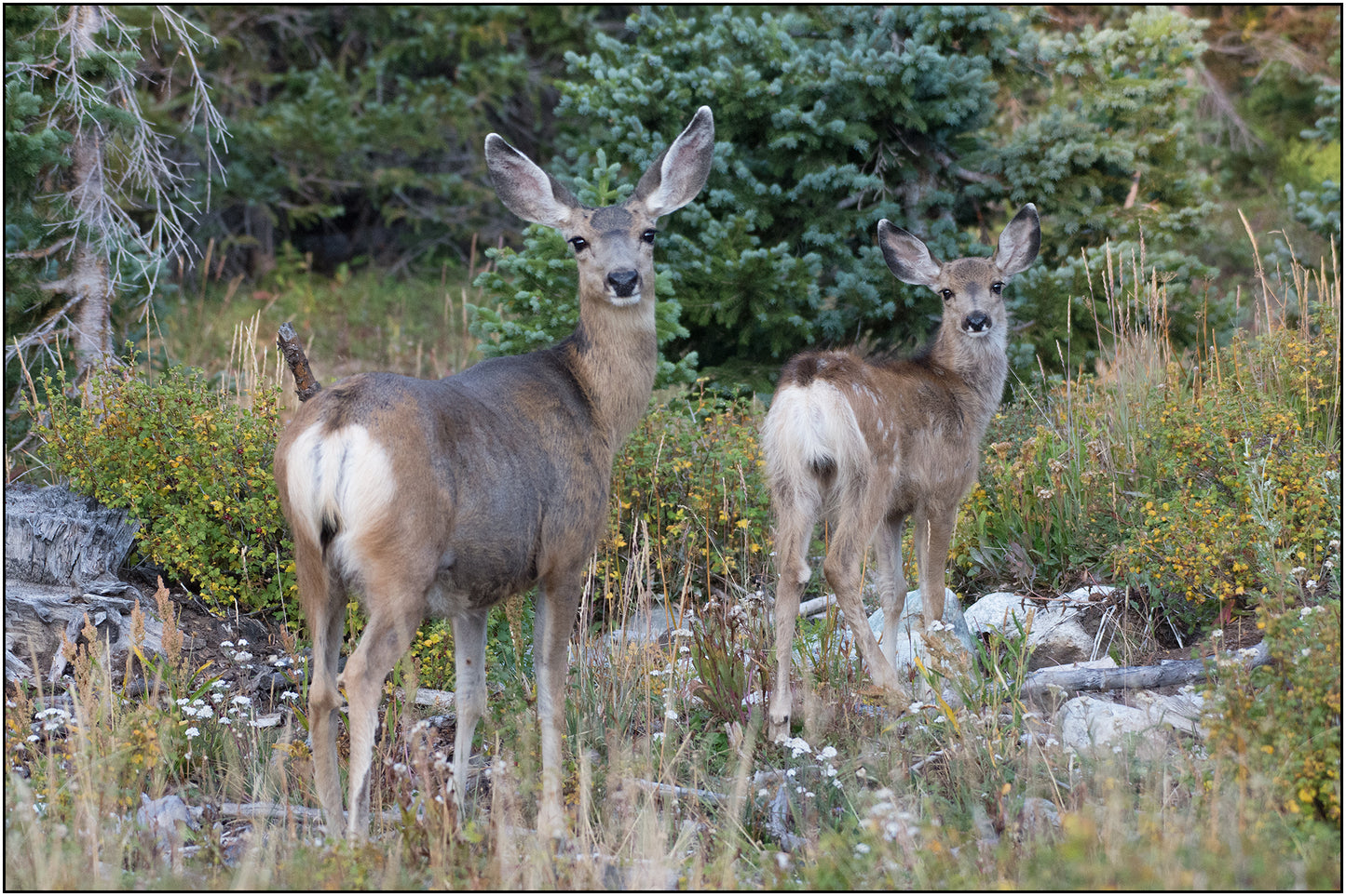 Greeting Card - "Mule Deer Doe and Fawn"