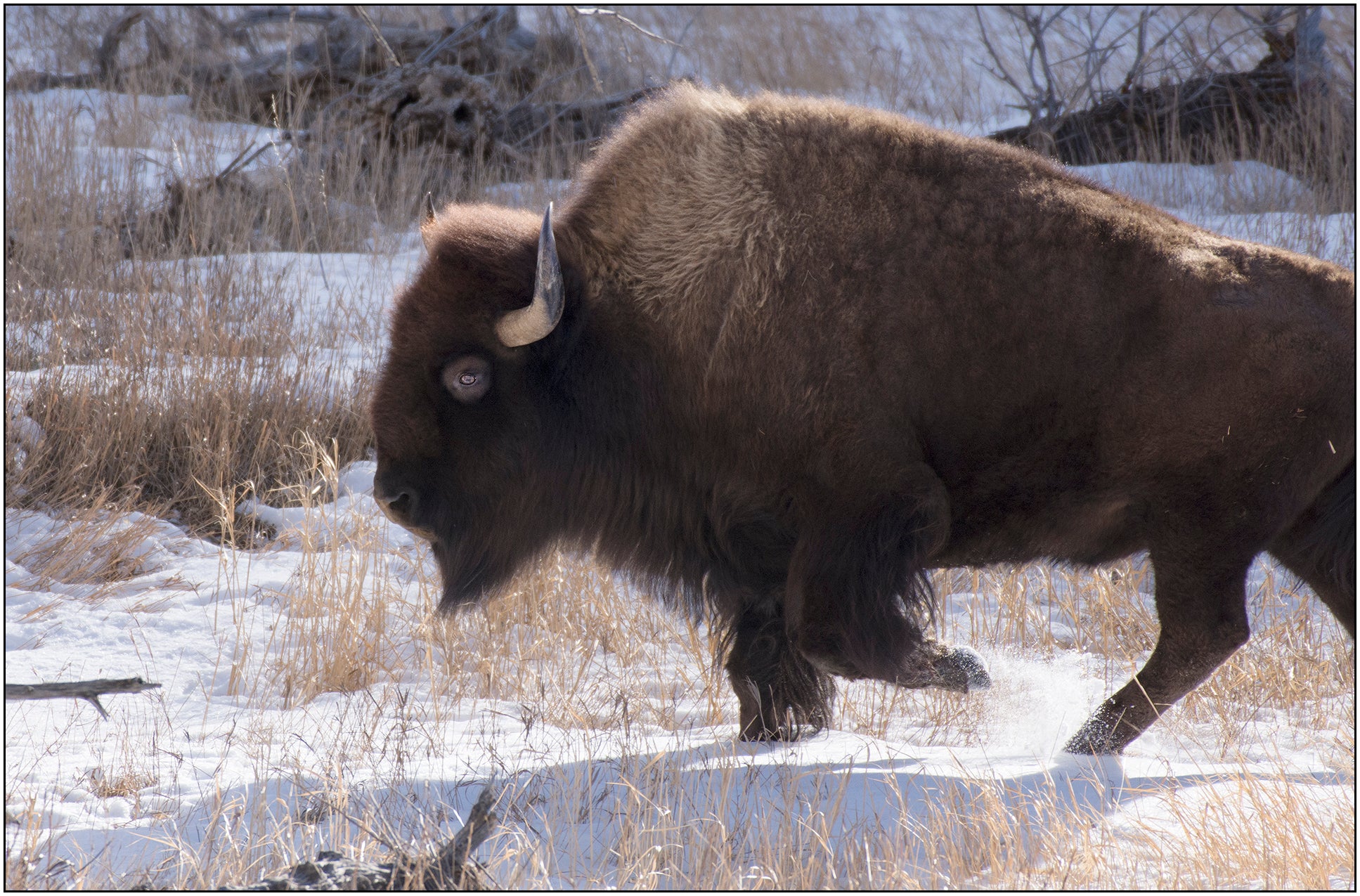 Greeting card with photo of bison in the snow. " Bison " Greeting Card  Artist: Rick Walters  Bison in the snow  Taken in Sybille Canyon, between Laramie and Wheatland Wyoming, at the wildlife habitat research area  5" x7" note card  Envelope included, blank inside