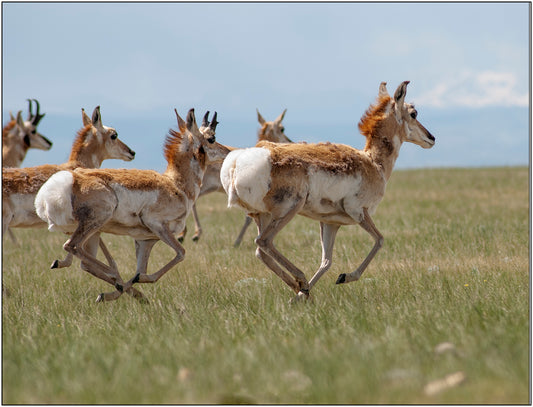 " Running Antelope, Laramie Plains " Greeting Card  Artist: Rick Walters  Herd of five pronghorn antelope   Pronghorn run across the grassy plains, under a clear blue sky  Pronghorn are the fastest land mammal in North America!  Their "horns" are made of hair  Mountains just visible in the background   5" x7" note card  Envelope included, blank inside