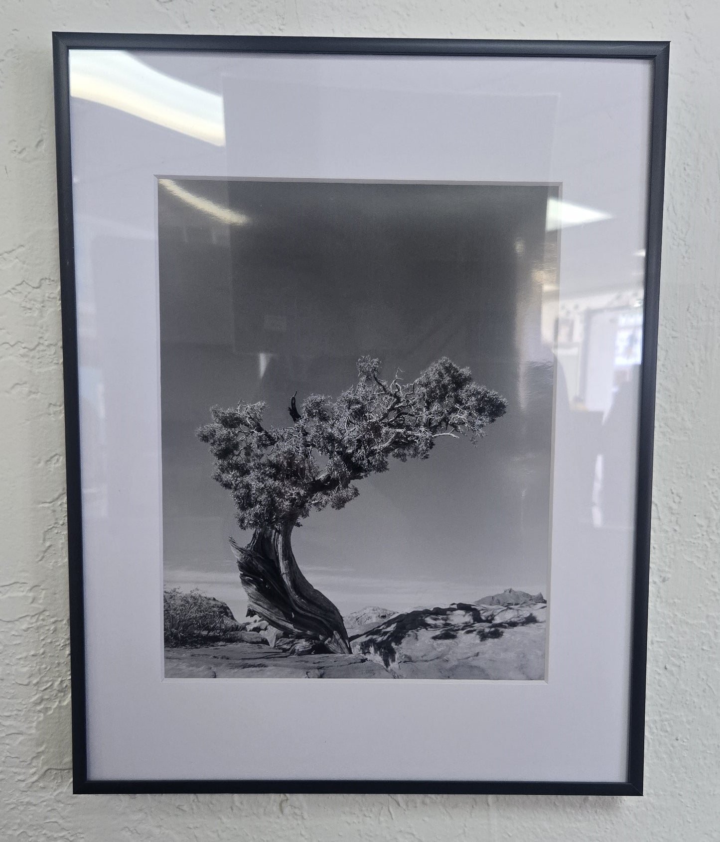 Photograph Print - "Desert Cedar"