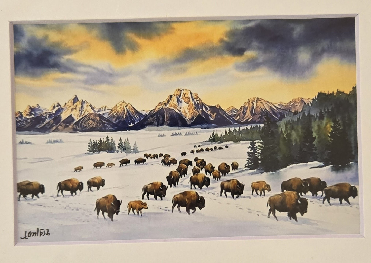 Matted Prints - Assorted Bison -4x6