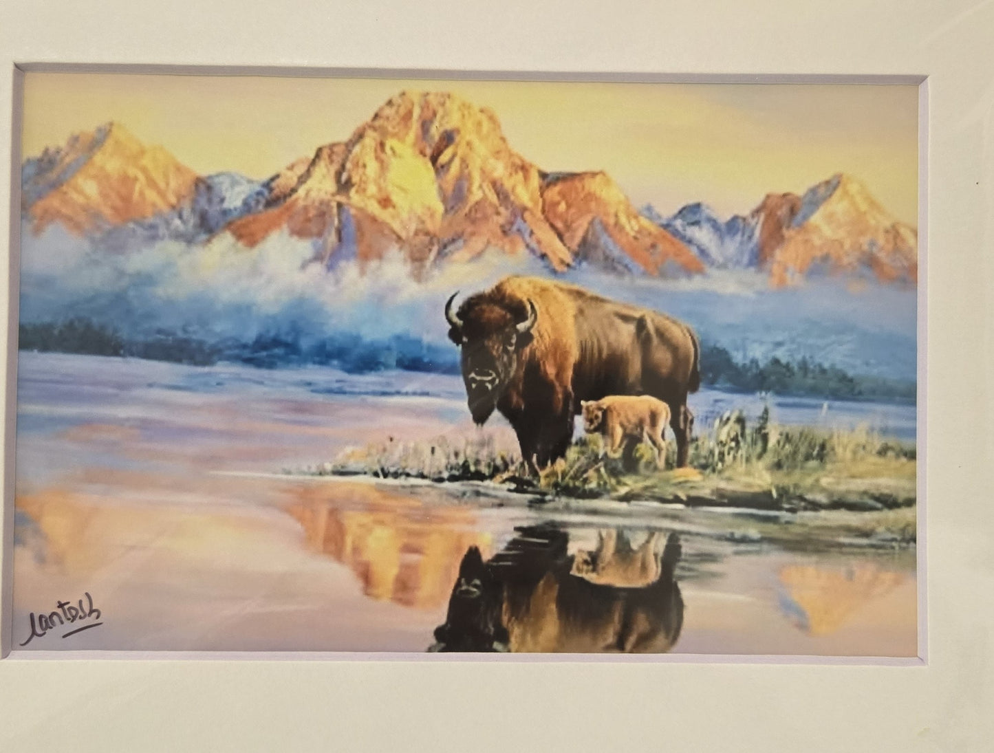 Matted Prints - Assorted Bison -4x6