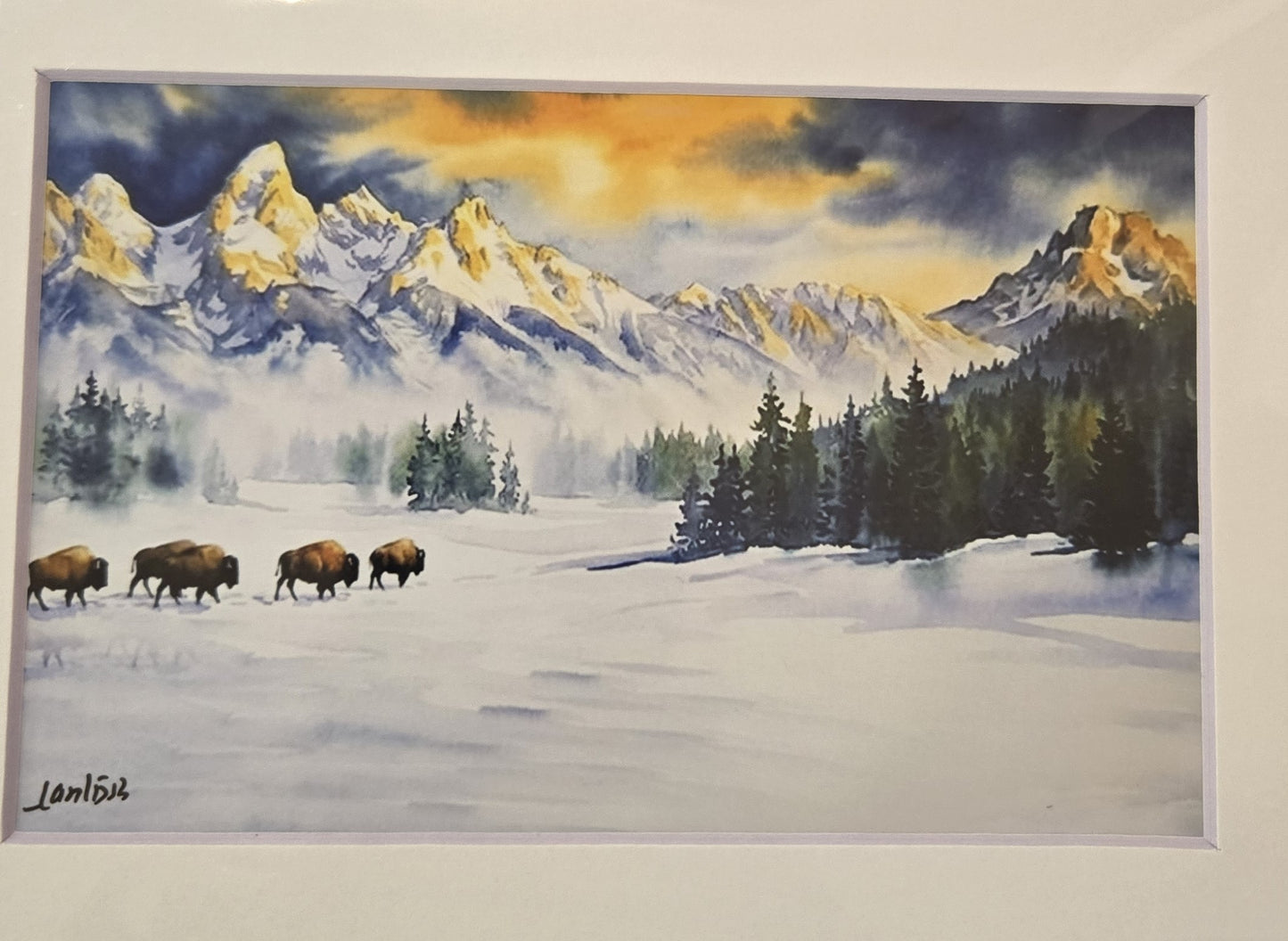 Matted Prints - Assorted Bison -4x6