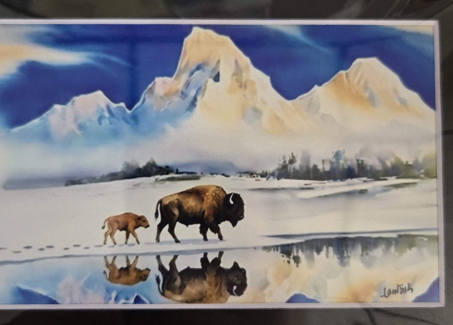 Matted Prints - Assorted Bison -4x6