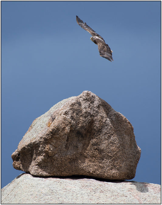 " Eagle Above Rock " Photography Print
