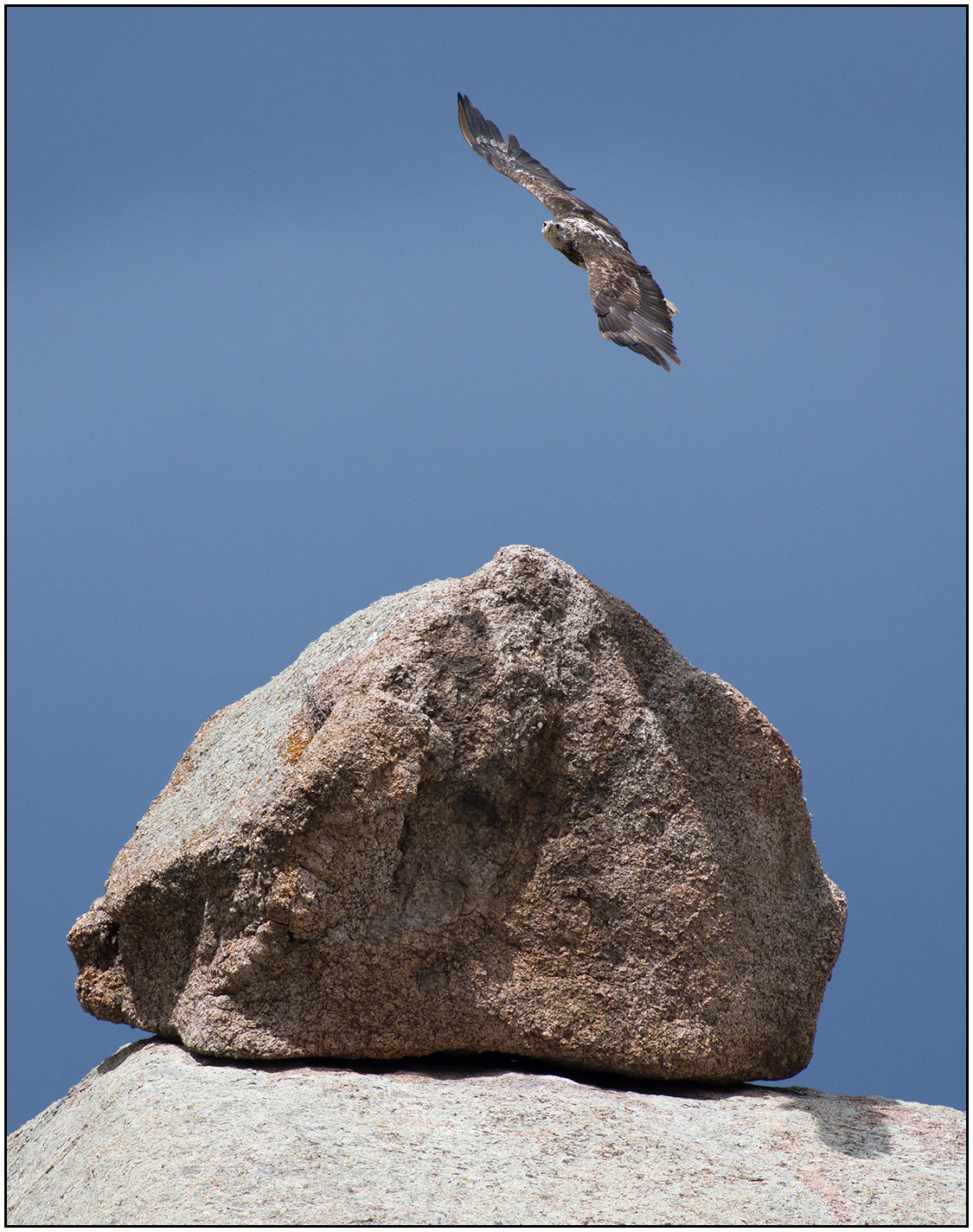 " Eagle Above Rock " Photography Print  Artist: Rick Walters  Juvenile bald eagle flying above a granite rock   Clear blue sky   10" long x 8" wide  Printed on classic photo paper using archival pigment ink  In plastic sleeve and on foam board for protection