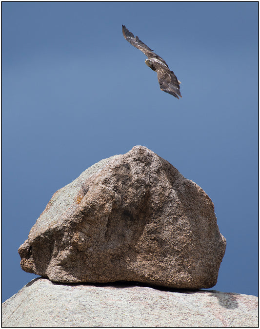 " Eagle Above Rock " Photography Print  Artist: Rick Walters  Juvenile bald eagle flying above a granite rock   Clear blue sky   10" long x 8" wide  Printed on classic photo paper using archival pigment ink  In plastic sleeve and on foam board for protection