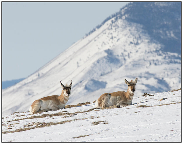 " Antelope Resting in Snow " Photography Print