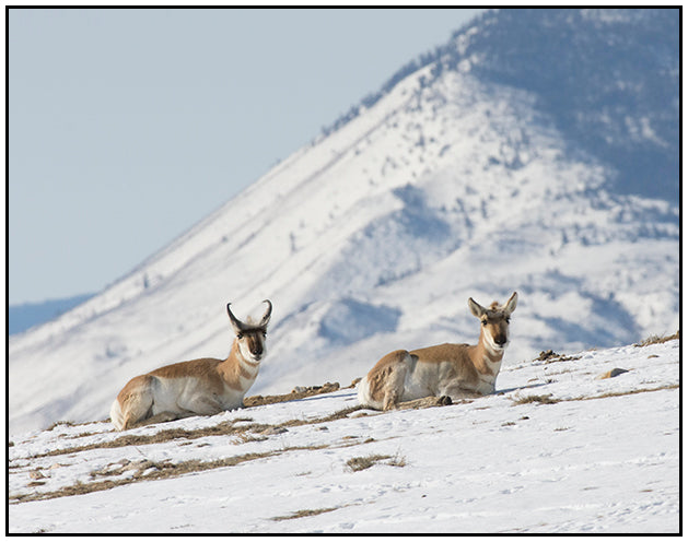 " Antelope Resting in Snow " Photography Print  Artist: Rick Walters  Buck and doe pronghorn sitting in snow  Taken in the Laramie plains, Jelm mountain in the background  10" long x 8" wide  Printed on classic photo paper using archival pigment ink  In plastic sleeve and on foam board for protection