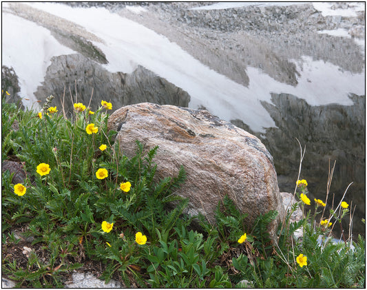 " Alpine Buttercups " Photography Print  Artist: Rick Walters  Alpine buttercup flowers   Mountain lake in background   10" long x 8" wide  Printed on classic photo paper using archival pigment ink  In plastic sleeve and on foam board for protection
