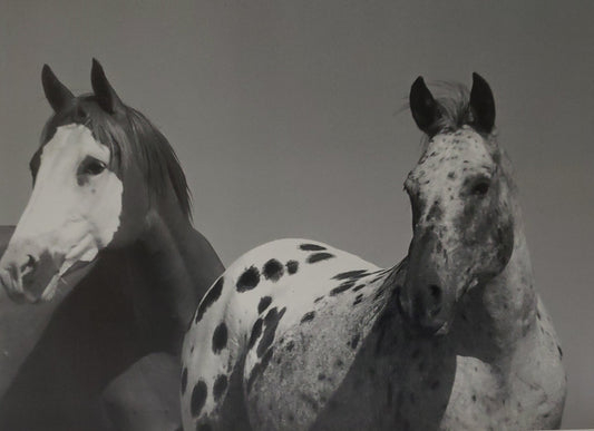 Dos Hermanos (Two Brothers) Split Rock, Wyoming 4 Pack Photo Cards Artist: Crystal Lawrence  Four pack of the same card  Black and white print of  Appaloosa and Bald Face  Horses  Something has caught their attention  Envelope is provided  Blank inside for your custom message  Comes in a protective, clear sleeve