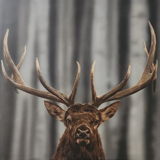 Art Print -Elk "Busted"