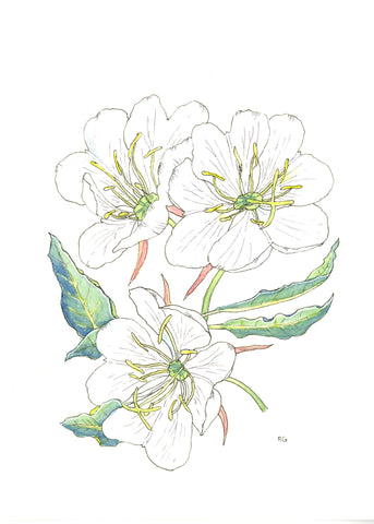 " Tufted Evening Primrose " Print