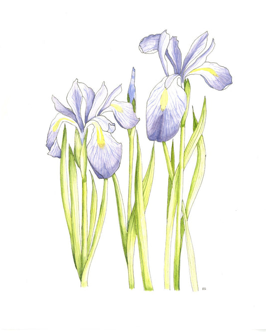 " Rocky Mountain Wild Iris " Print