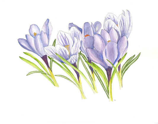 Print of an Original watercolor painting  10" long x 8" high print  Inside a plastic sleeve with cardboard backing for added protection  Ready for a frame  From the artist:  After living in our first house in Laramie for nearly 8 years, we finally got around to planting crocus bulbs in front of our porch. Crocuses tolerate a lot, especially in Laramie, where they have to deal with lots of heavy, wet snow, but they are champions.