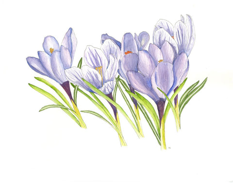 Print of an Original watercolor painting  10" long x 8" high print  Inside a plastic sleeve with cardboard backing for added protection  Ready for a frame  From the artist:  After living in our first house in Laramie for nearly 8 years, we finally got around to planting crocus bulbs in front of our porch. Crocuses tolerate a lot, especially in Laramie, where they have to deal with lots of heavy, wet snow, but they are champions.