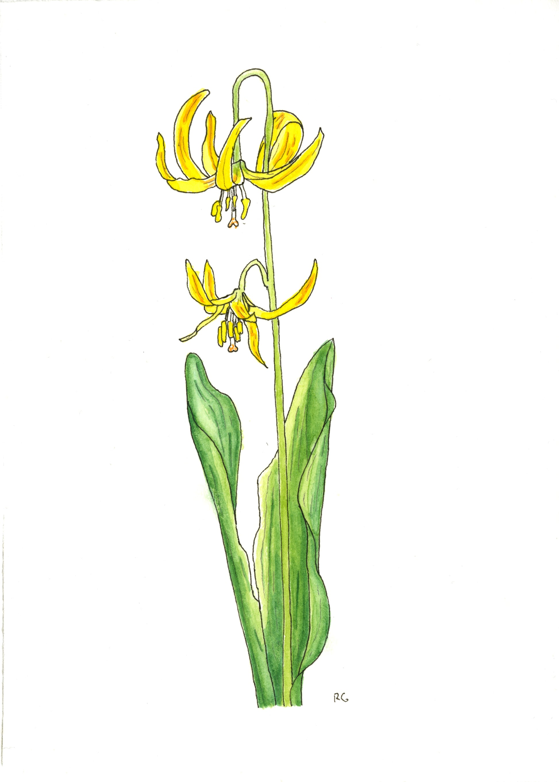 avalanche lily flower Watercolor Print- "Yellow Avalanche Lily "