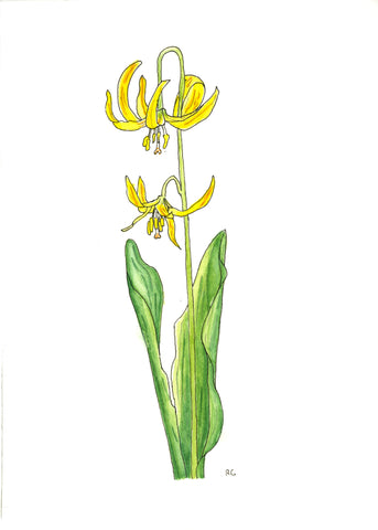 " Yellow Avalanche Lily " Print