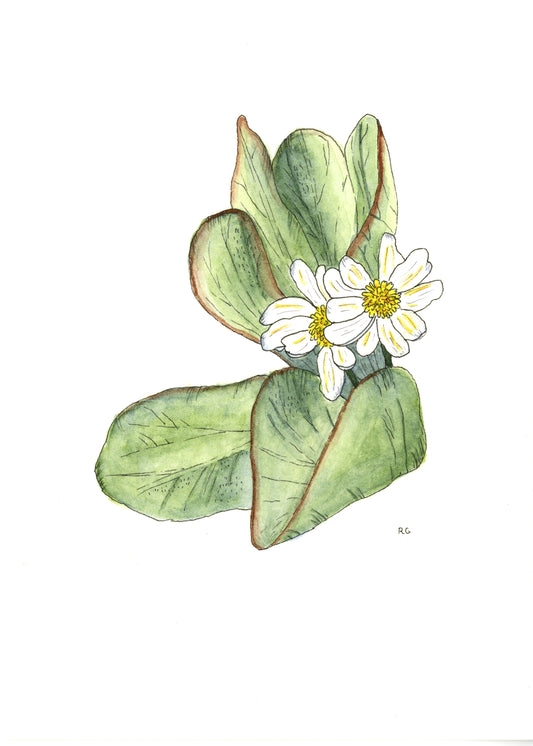 " Marsh Marigold " Print