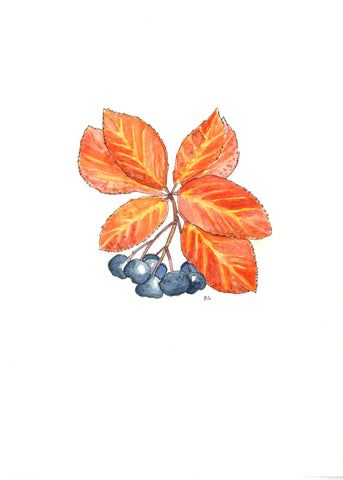 " Chokeberry Bush in Fall " Print