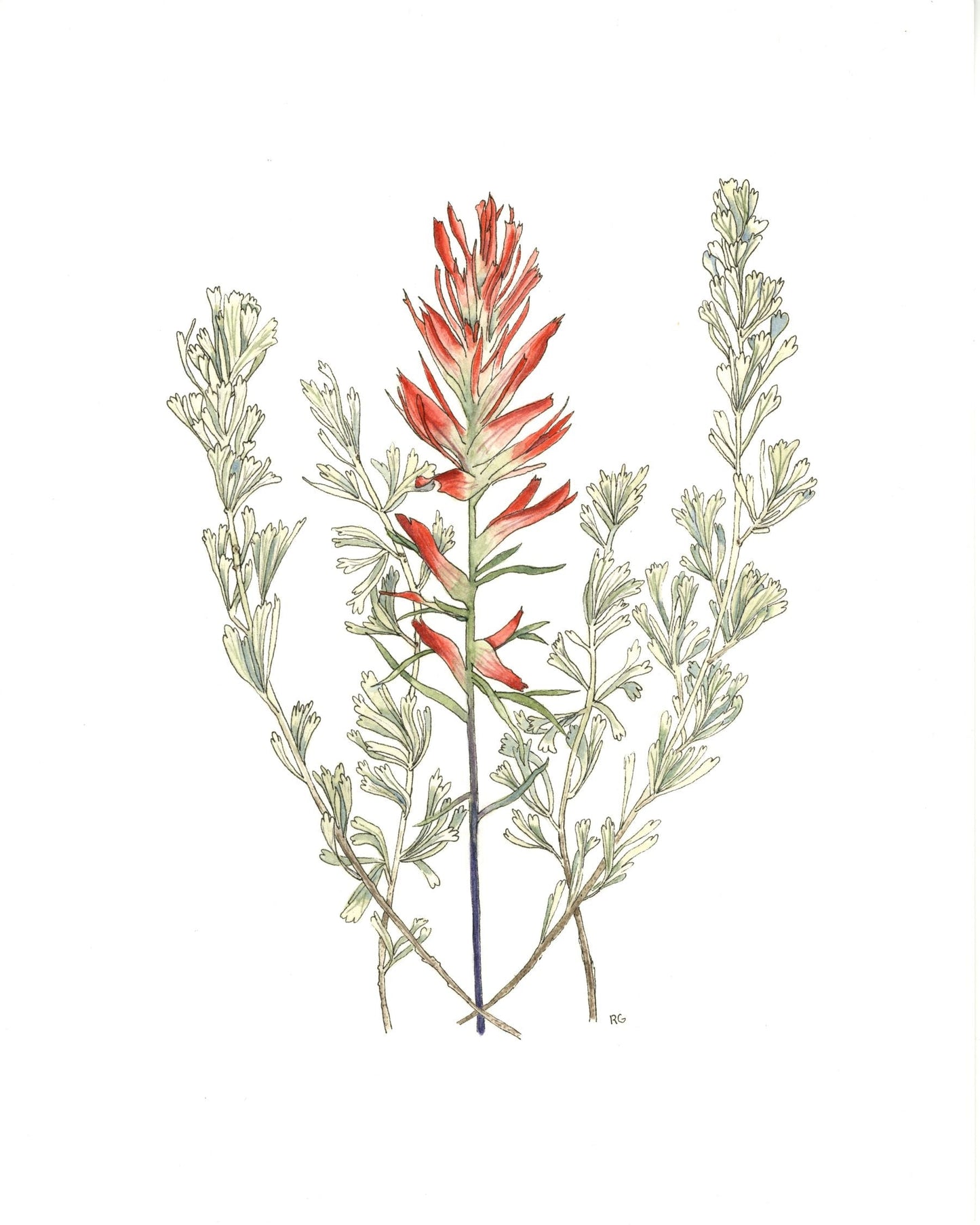 " Wyoming Paintbrush and Big Sagebrush " Watercolor Painting