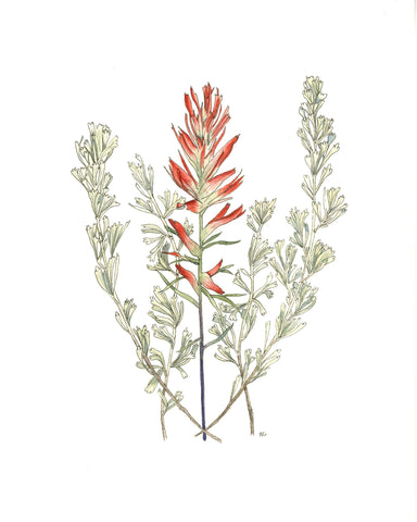 " Wyoming Paintbrush and Big Sagebrush " Watercolor Painting