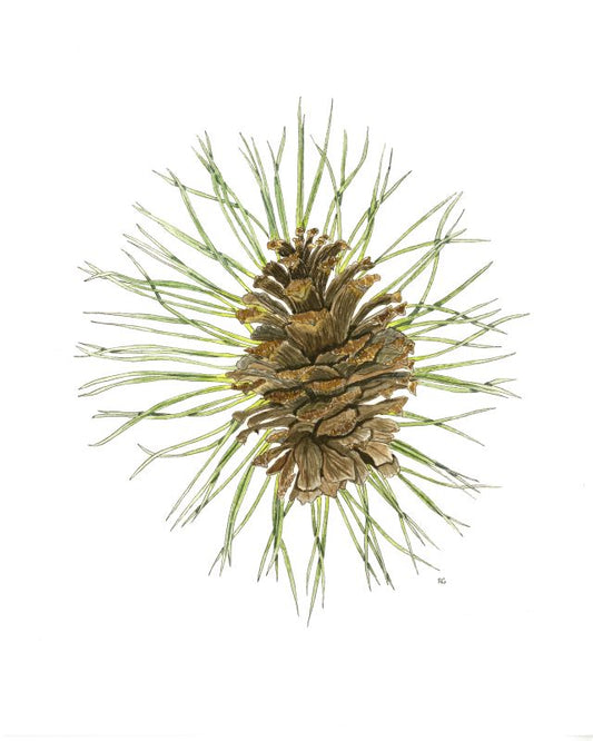 " Ponderosa Pine Cone and Needles "