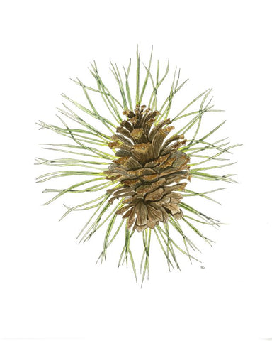 " Ponderosa Pine Cone and Needles " Print