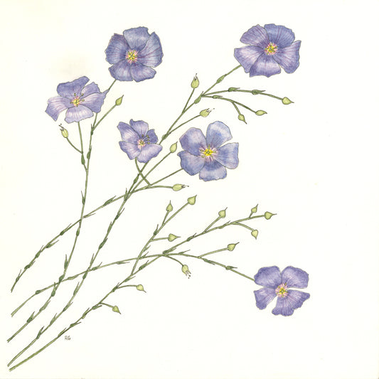 watercolor and ink drawing print. 8" x 8" purple flowers with stems and buds on a white background. ready for a frame
