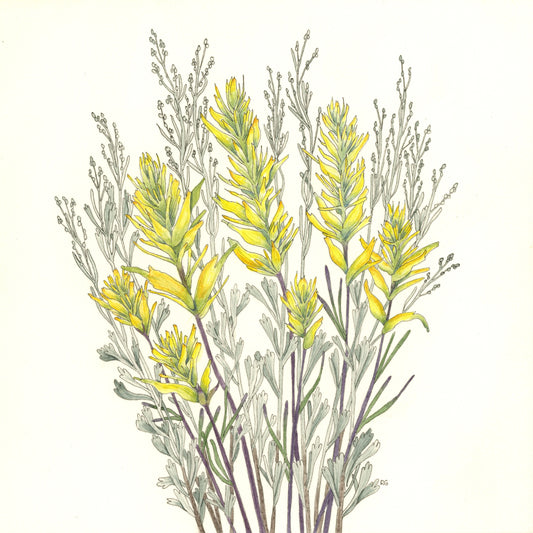 "Yellow Paintbrush and Flowering Sagebrush " Print