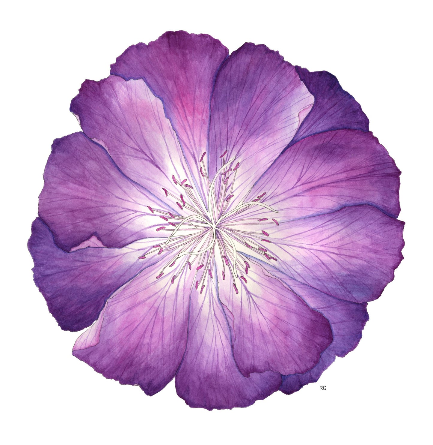 " Bitterroot Flower " Watercolor Painting Print