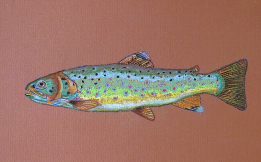 Card- "Brown Trout"
