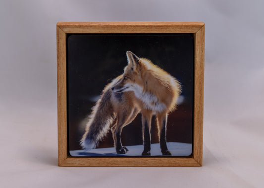 Framed Photography - " Mr. Fox's Contemplation "