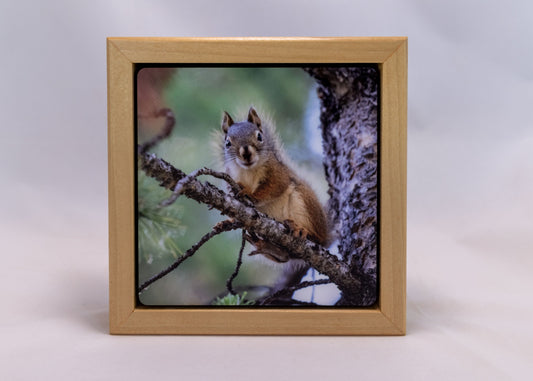 Framed Photography - " Wind River Squirrel "