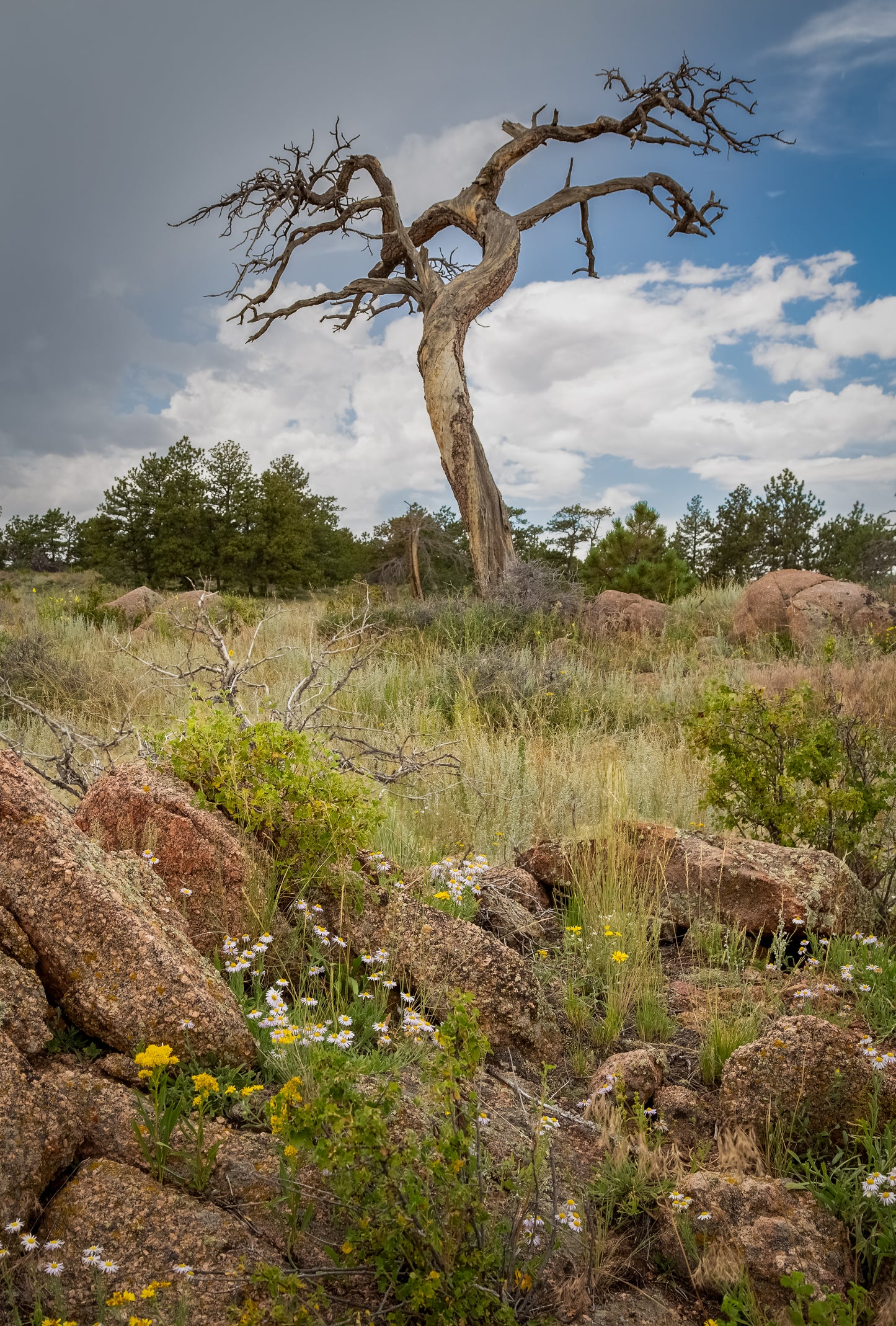 Photograph Print - "The Reach"