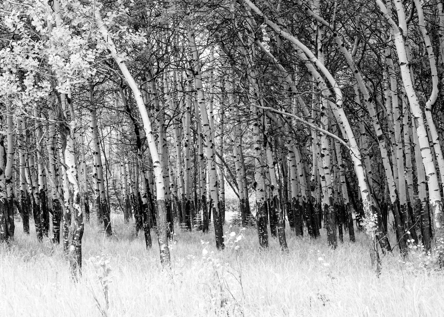 Photograph Print - "Summer Aspens"