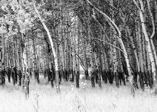 Photograph Print - "Summer Aspens"