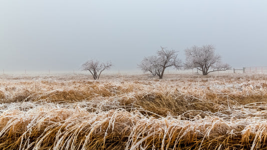 Photograph Print - "Three Amigos"