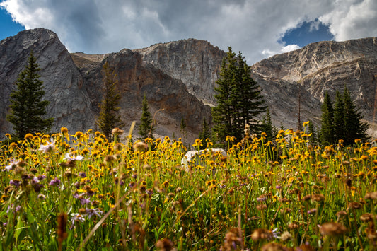 Photograph Print - "Medicine Bow in Fall"