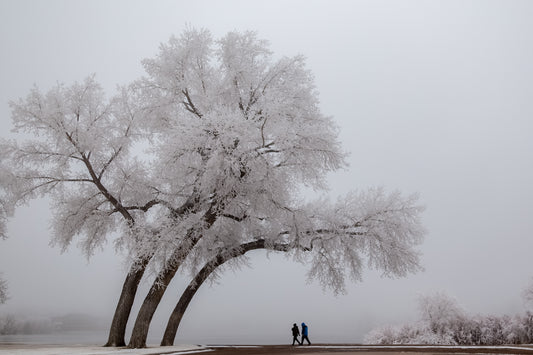 Photograph Print - "Winter Lean"