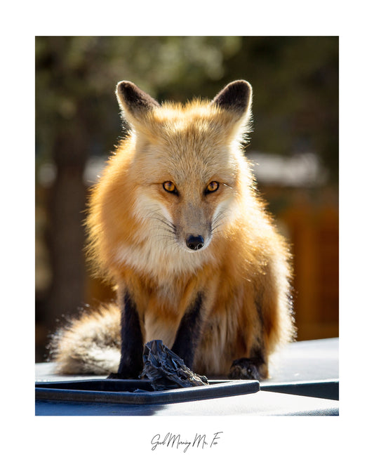 Photograph Print - "Good Morning Mr. Fox"