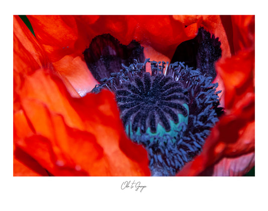 Photograph Print - "Ode to Georgia"
