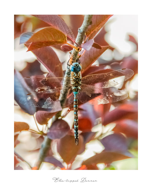 Photograph Print - "Blue-Tipped Danner" Dragon Fly