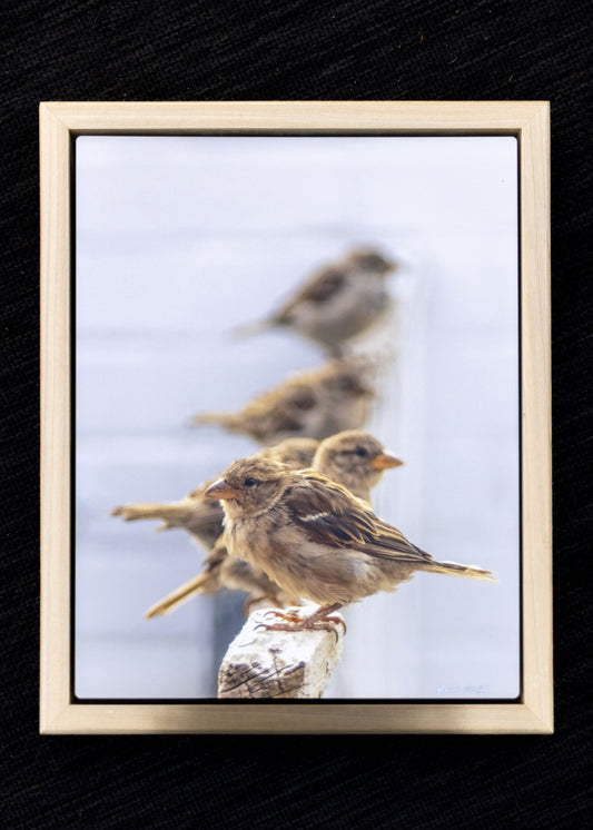 Photograph Print - "Sparrow Convention"