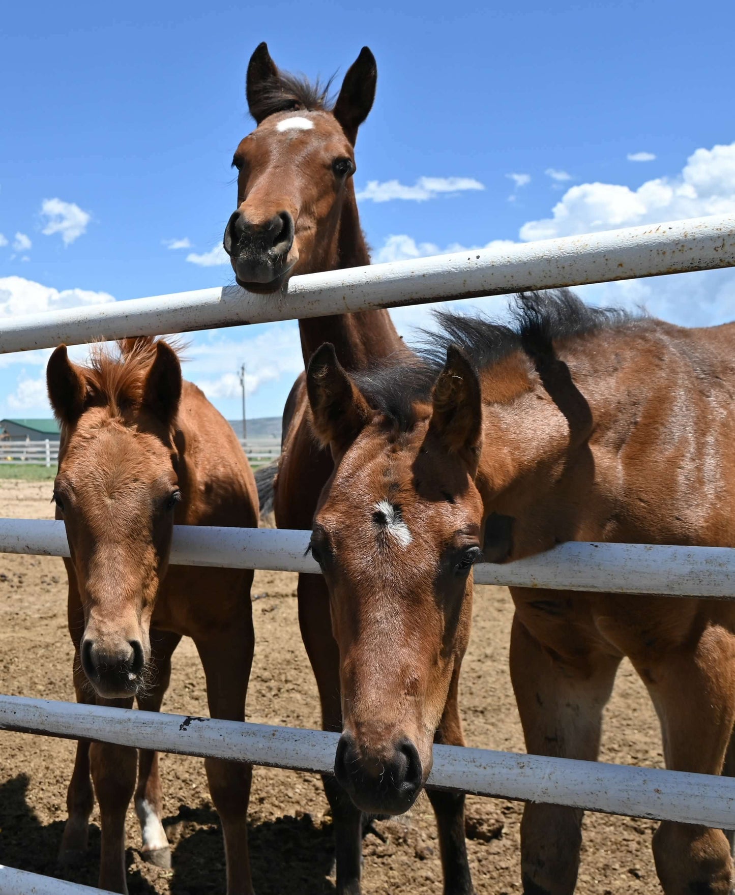 " The Kids at the Fence " Greeting Card