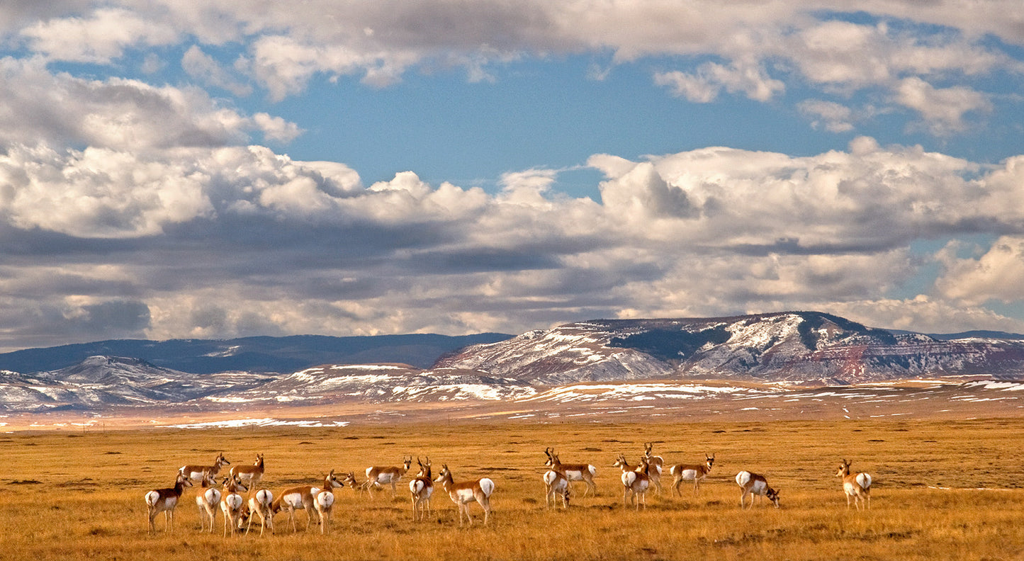 pronghorn and red mountain print